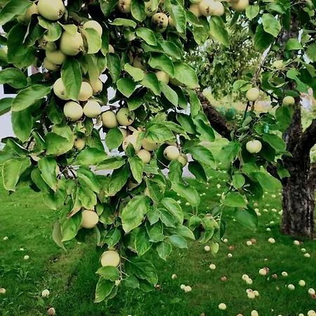 Fantastic 170m2 With A Big Garden